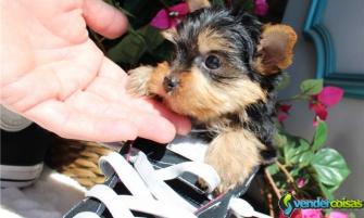  4 teacup yorkshire terrier filhotes