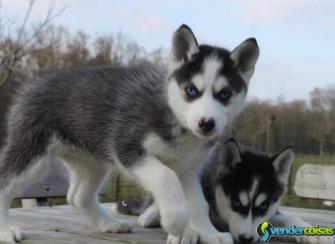 Acho e fêmea filhote de cachorro husky p