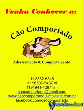 Adestramento de cães