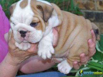 Adorável bulldog inglês filhotes para adopção 