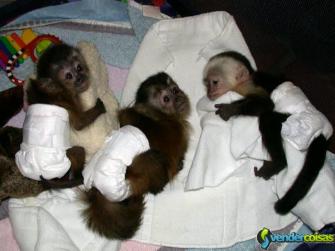 Bebês macacos e bebês chimpanzés
