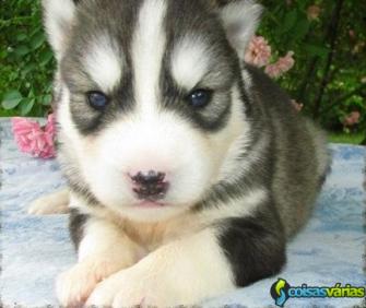 Belos olhos cinza e branco azul cachorro husky siberiano para venda