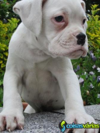 Boxer macho branco  fabuloso