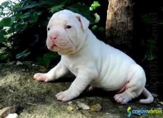 Cachorros bulldog americano de qualidade superior