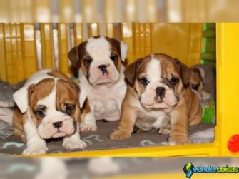 Cachorros bulldog inglês c/lop.