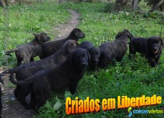 Cachorros castro laboreiro de qualidade superior