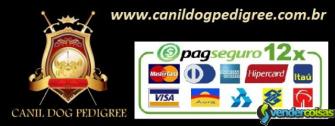 Canil dog pedigree