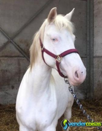 Cavalo bonito adorável para adoção