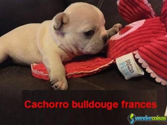 Charme adoráveis bonitos buldogue francês para ado