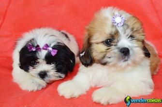 Charme adoráveis bonitos shih tzu para adoção