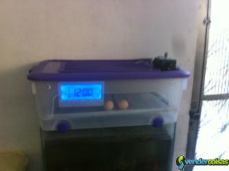 Chocadeira de 40 a 50 ovos aut digital 