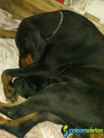 Doberman excelente porte