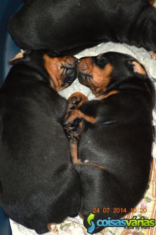 Dobermann cachorros