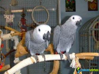 Encantador cinza africano papagaios aves