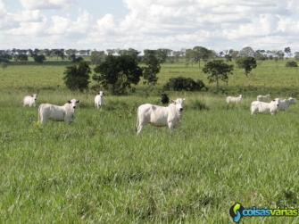 Fazenda de pecuária à venda em casa verde / ms - ligue: (14) 99707-3330 - silvio
