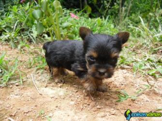 filhotes da raça yorkshire machos 2kg pedigree cbkc