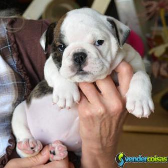  filhotes de cachorro adoráveis do buldogue inglês