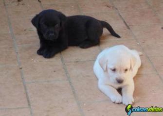 Filhotes de cachorro bonito labrador com pedigree