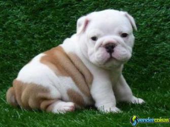  filhotes de cachorro ingleses bonitos do buldogue