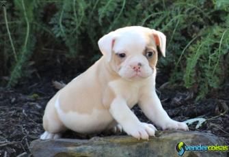 Filhotes de cachorro ingleses bonitos do buldogue 