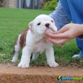 Filhotes de cachorro ingleses bonitos do buldogue