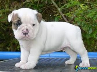  filhotes de cachorro ingleses proeminentes do bul