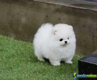 Filhotes de cachorro pomeranian agora disponíveis