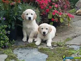 Filhotes de golden retriever