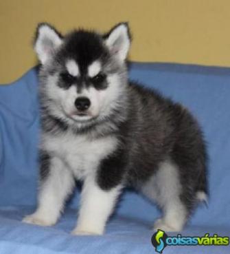 Filhotes de husky siberiano.