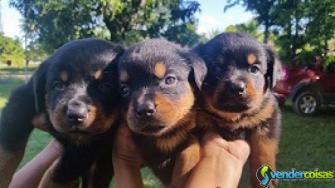 Filhotes de rottweiler 6 x cartao sem juros