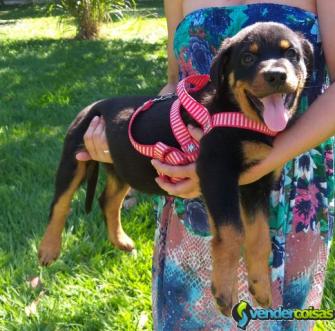 Filhotes de rottweiler rj