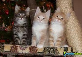 Gatinhos norueguês da floresta (entre em contato)