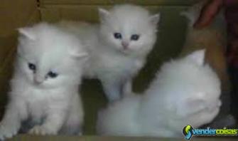 Gatinhos persas brancos (com olhos azuis)