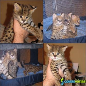 Gatinhos serval africana exótica