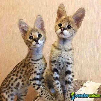 Gatinhos serval, caracal e savana disponíveis