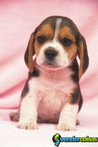 Gratis  brinquedo de presente beagle cachorros dis