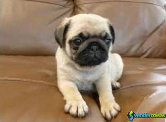 Gratis filhotes carlino pug disponíveis.