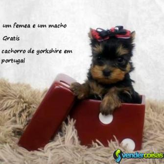  gratis filhotes de yorkshire terrier prontos para