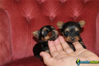 Gratis filhotes de yorkshire terrier prontos para 