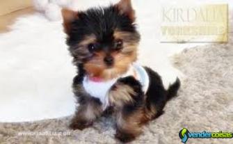 Gratis filhotes de yorkshire terrier prontos para 