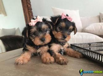 Gratis filhotes de yorkshire terrier prontos para 