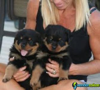 Gratis lindos filhotes de rottweiler