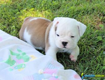 Inglês bulldog cachorros disponíveis para adopção