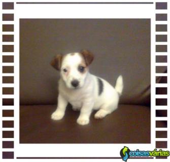 Jack russell terrier