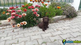 Labradores  mata del rei 