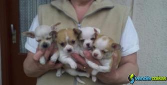 Lindos cachorrinhos chihuahua.