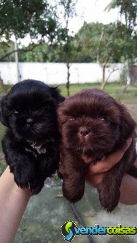 Lindos filhotes de shitzu e schnauzer disponiveis