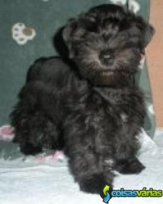 Lindos machinhos  de schnauzer  disponiveis