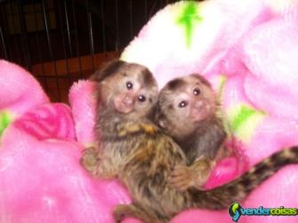 Macacos  bebê para adoção