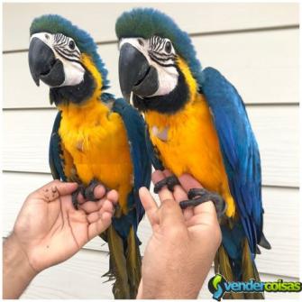 Macaws azuis e douradas atualmente disponíveis.